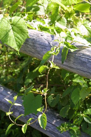 These are a few invasive vines that swarm your backyard - Dig It Right ...