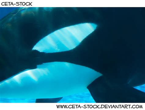 Orca Underwater 7 by Ceta-Stock on DeviantArt