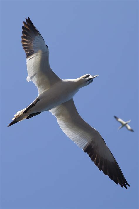 Free Images : wing, sky, pelican, seabird, flying, beak, flight, fauna ...