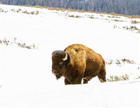 YELLOWSTONE NATIONAL PARK-WILDLIFE - Rollie Waters Photography