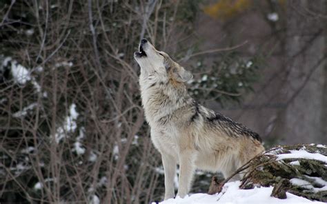 Wolfdog Facts- Can The Wild Be Tamed - Pets Nurturing