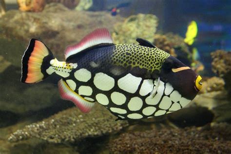 Clown Triggerfish Facts, Habitat, Diet, Life Cycle, Baby, Pictures