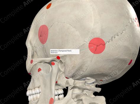 Asterion (Temporal Part) | Complete Anatomy