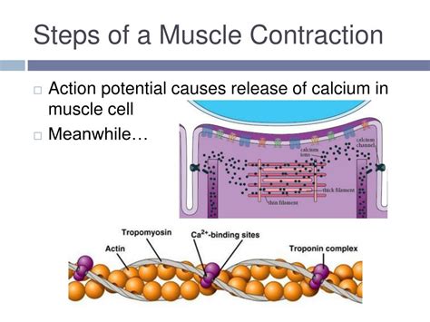 PPT - Muscular Contractions PowerPoint Presentation, free download - ID:4766514