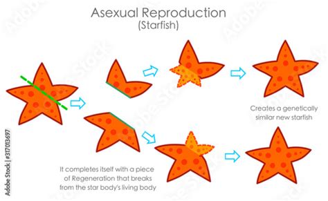 Starfish Sea star regeneration. Reproductive by regeneration with stage ...