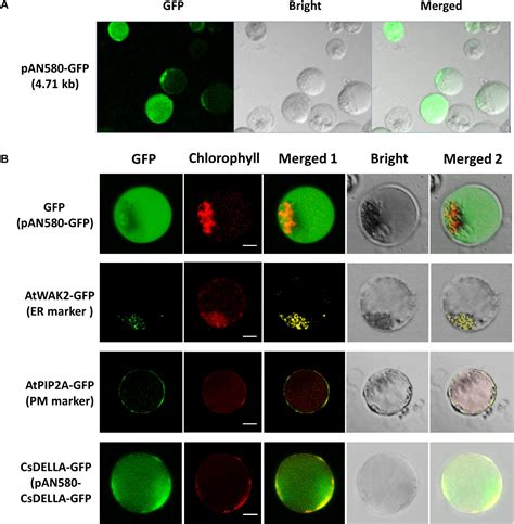 Frontiers | Highly Efficient Leaf Base Protoplast Isolation and Transient Expression Systems for ...