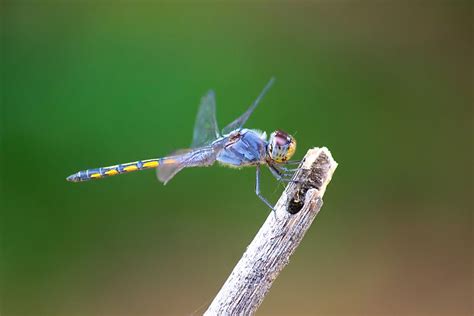 What Is Odonata? - WorldAtlas