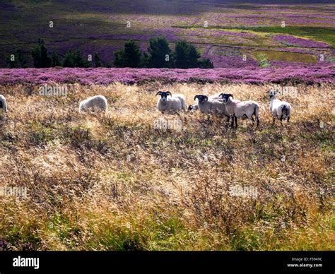 Sheep Grazing in Heather Moorland near Wooler Northumberland National Park England Stock Photo ...