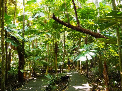 10 Awesome Things To Do In The Daintree Rainforest (2024) // Travel Mermaid