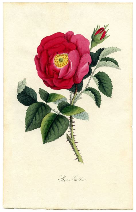 Rose Botanical Print Download - Exceptional! - The Graphics Fairy