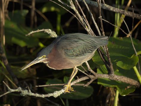 Birds from the Everglades (mostly)