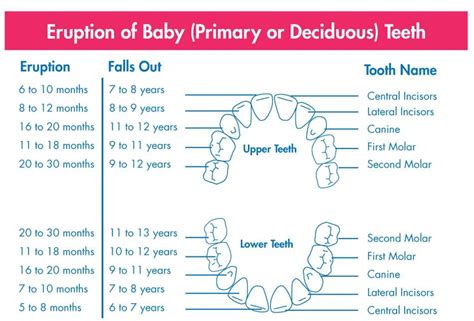 Tooth Eruption Chart And Timeline Fortson Dentistry, 43% OFF