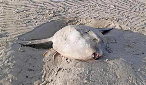 Besonderer Meeresbewohner auf Juist gefunden - Nationalpark Wattenmeer