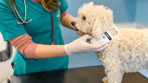 Microchip Cost For Dogs – 2024 Guide – Forbes Advisor