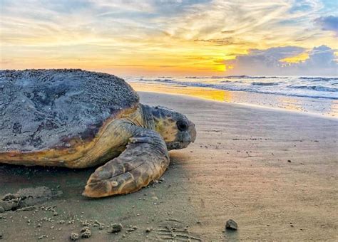 Georgia loggerhead sea turtle nest numbers reach record high | Georgia Public Broadcasting