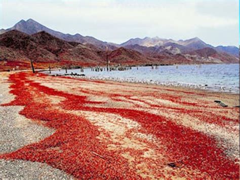 The Amazing World : The Christmas Island Red Crab ( Largest Migration of Crab), Christmas Island ...