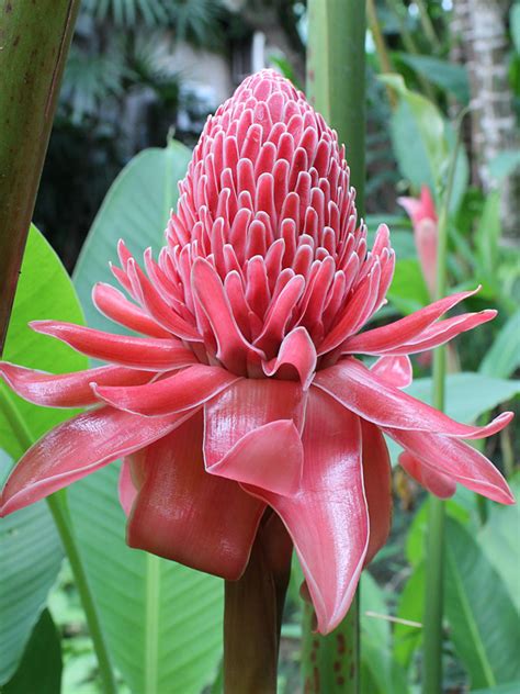 XL Borneo Pink Torch Ginger Plant (etlingera elatior) – Real Tropicals