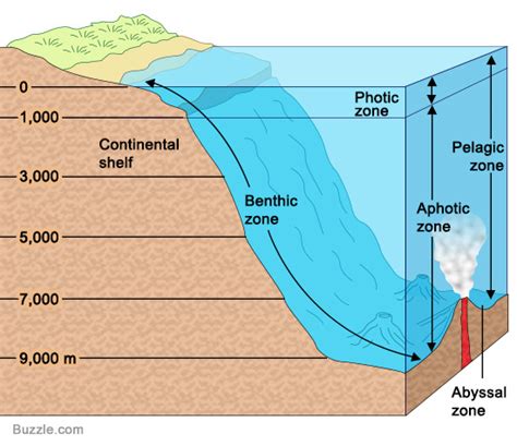 Deep Ocean/Benthic Zone - Angelena Mangieri