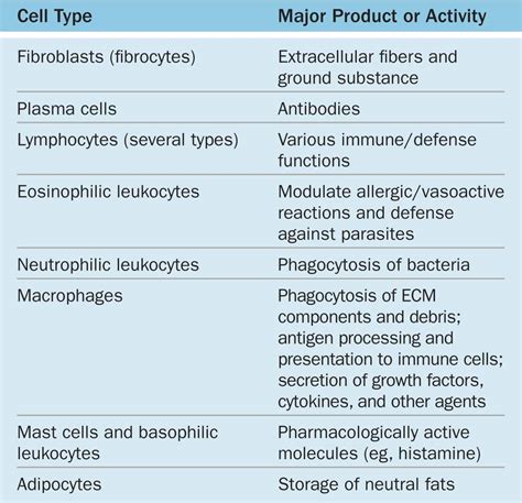 Components Of Connective Tissue