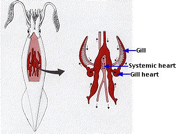 Animal Circulatory Systems