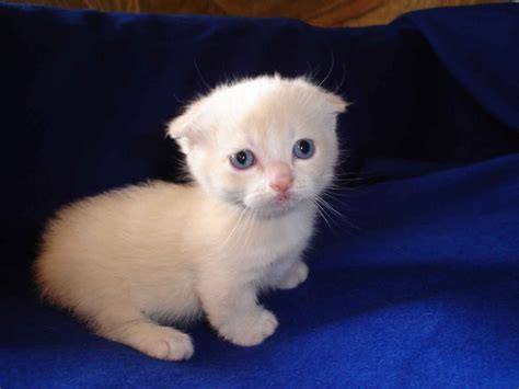 Munchkin Cat : History, Characteristics and Temperament ...