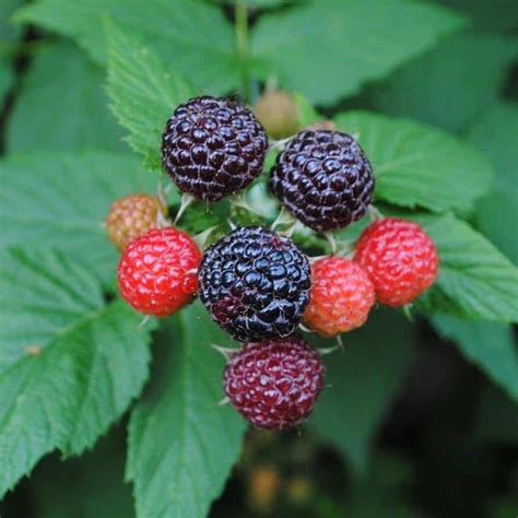 Jewel Black Raspberry - Food Forest Nursery