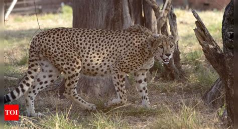 Cheetah: India's Project Cheetah a landmark in conservation, says ...