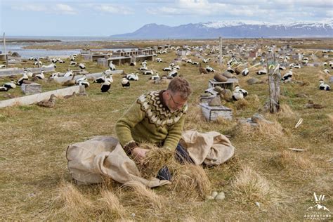 Thousand Year Old Tradition: Iceland Eiderdown