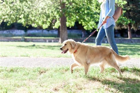 6 Ways to Stay Safe While Walking Your Dog