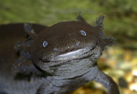 My mum thinks black axolotls look evil. by Taluns on DeviantArt