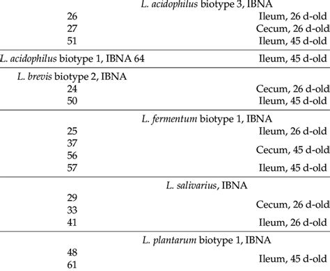 The origin of Lactobacillus strains existence in broiler chickens GIT ...