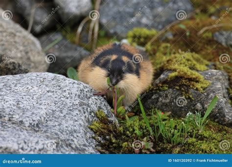 Norwegian Lemming, Jotunheimen, Norway Stock Photo - Image of arctic, lemming: 160120392