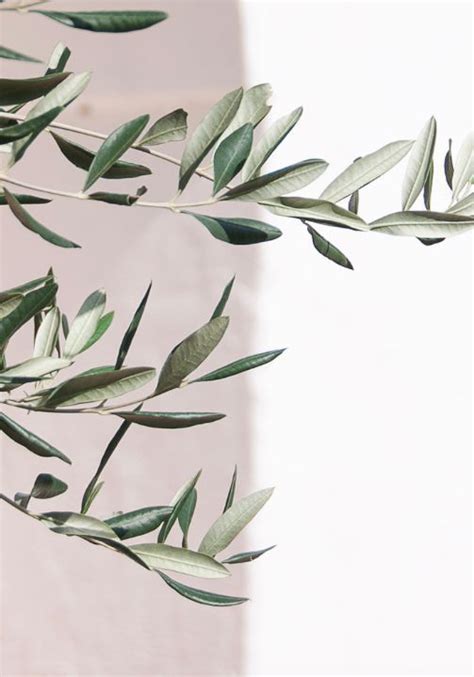 These are olive leaves. It's really the olive oil that I use in ...