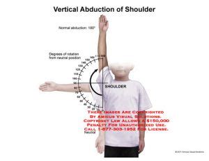 (11112_08E) Vertical Abduction of Shoulder – Anatomy Exhibits