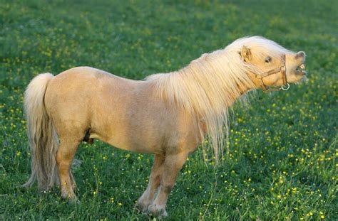 The 5 Smallest Horse Breeds