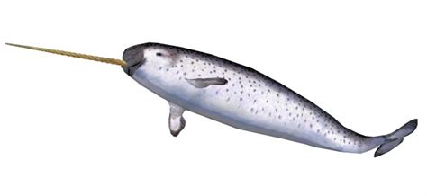 Narwhal Isolated Free Stock Photo - Public Domain Pictures