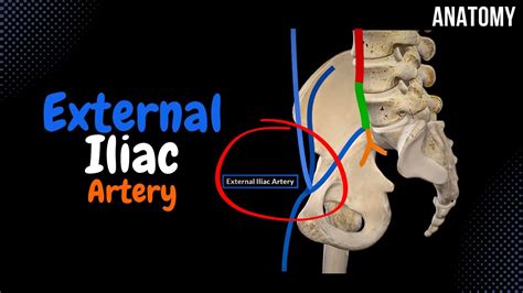 Inferior Epigastric Artery