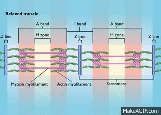 Sarcomere Contraction [HD Animation] on Make a GIF