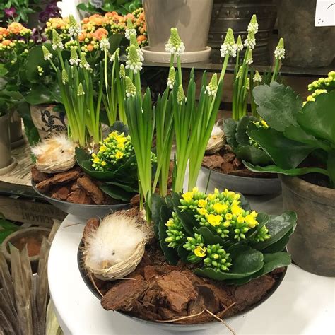 several potted plants with yellow flowers in them