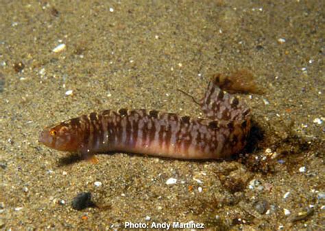 Fish ID: Eels and Eel-like Bottom Dwellers: Stellwagen Bank National Marine Sanctuary