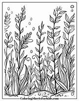 Seaweed Coloring Pages Free Downloads  Sheets For Kids sketch template