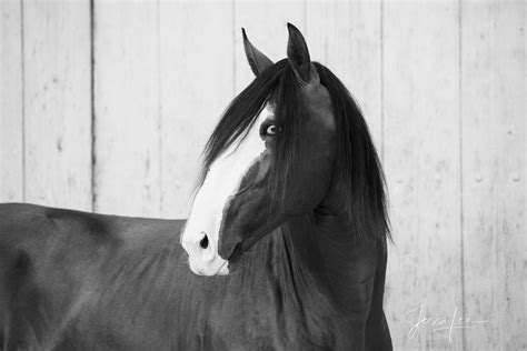 Horses of Camargue, Provence France 2 | Camargue, Provence France | Jess Lee Photography