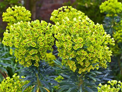 How to grow the euphorbias - euphorbia plant care - Saga