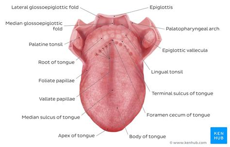 Oral Cavity Anatomy - Tongue Muscles, Nerves & Vessels | Kenhub