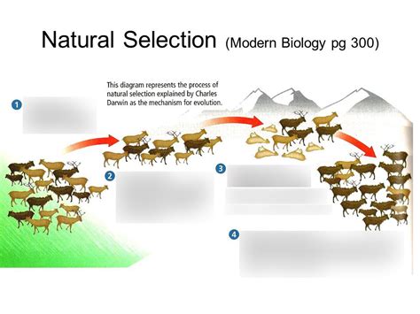 Natural selection Diagram | Quizlet