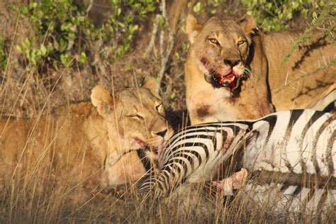 Lions eating a zebra at Sosian, Laikipia, Kenya