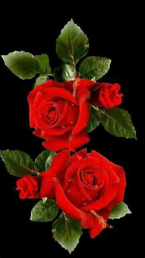 Ionela Oana | Hoa hồng đẹp, Hoa đẹp, Hoa hồng