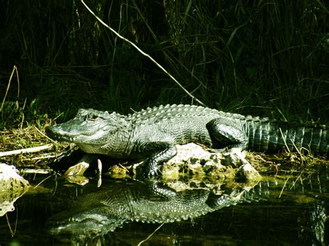 Alligator Alley Florida by KatieLWare09 on DeviantArt