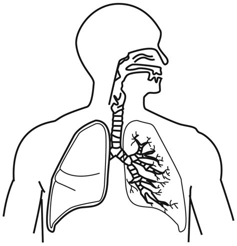 [DIAGRAM] Digestive System Diagram For Kids To Label - MYDIAGRAM.ONLINE