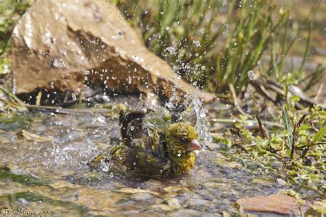 Israel's Birds Observed | ISRAEL21c